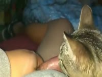 Lamelona cat